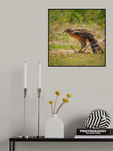 Eagle and snake Poster och Canvastavla