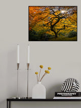 Japanese Maple Tree Poster och Canvastavla