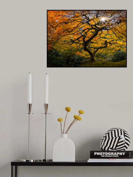 Japanese Maple Tree Poster och Canvastavla