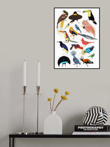 Birds of Paradise Poster och Canvastavla