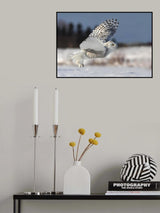 Bubo scandiacus Poster och Canvastavla