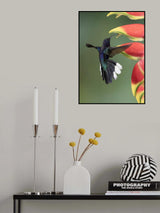A violet sabrewing Poster och Canvastavla