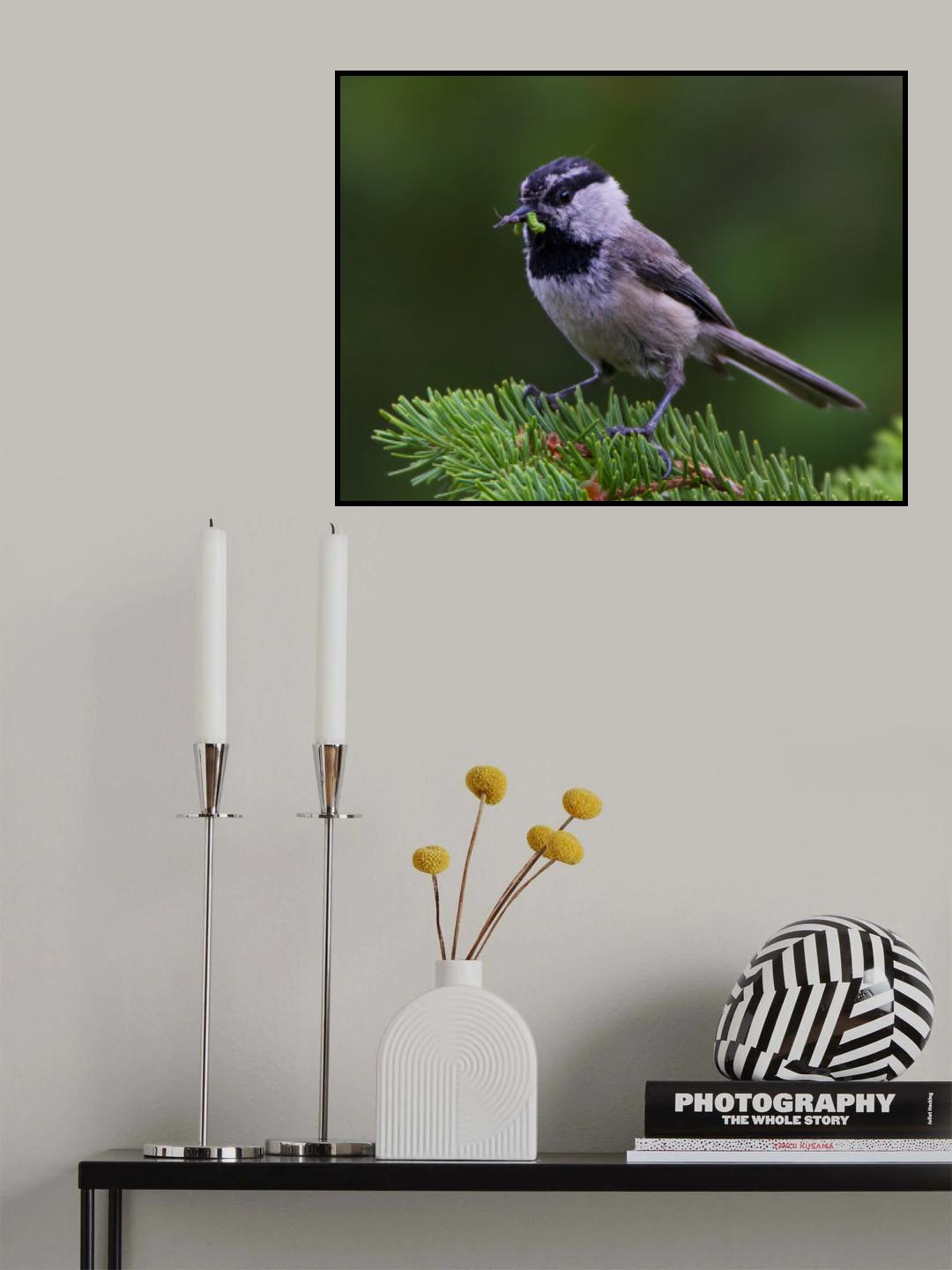 mountain Chickadee Poster och Canvastavla