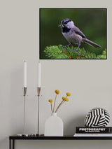 mountain Chickadee Poster och Canvastavla