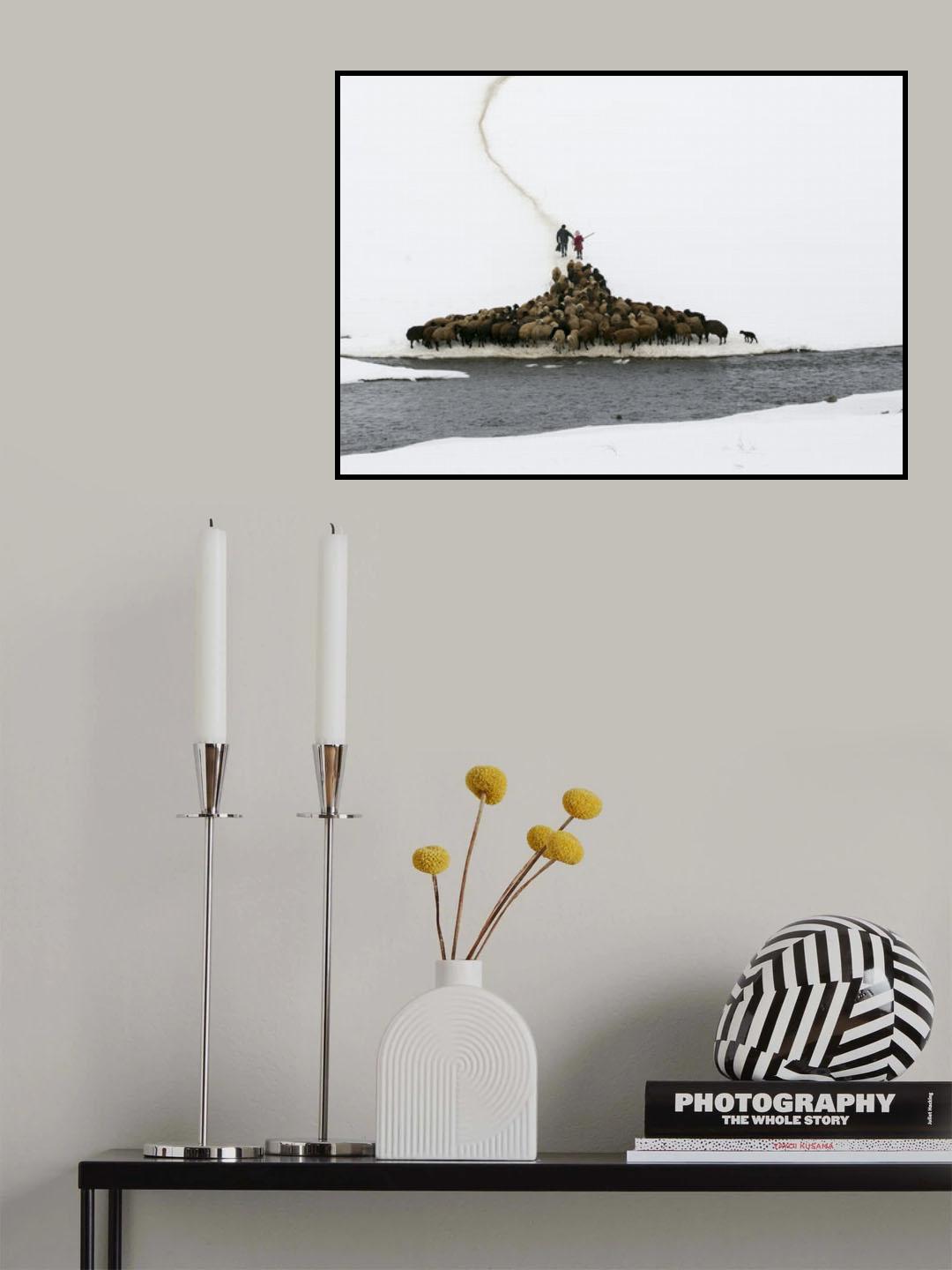 flock of sheep Poster och Canvastavla