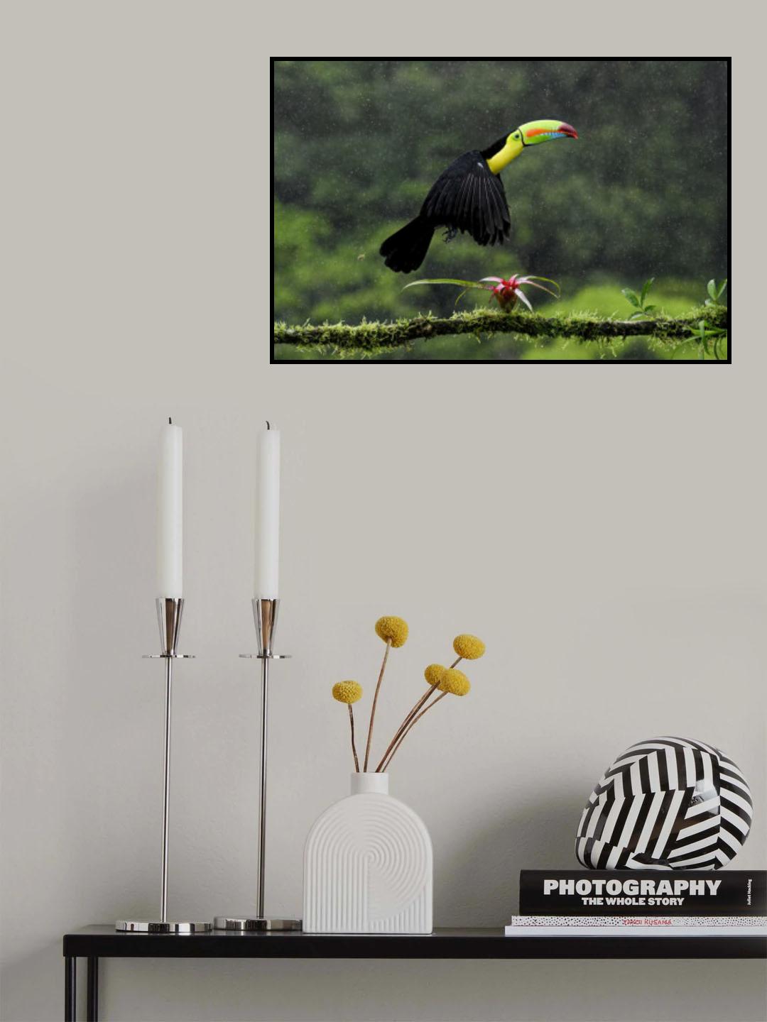 Toucan Hop Poster och Canvastavla