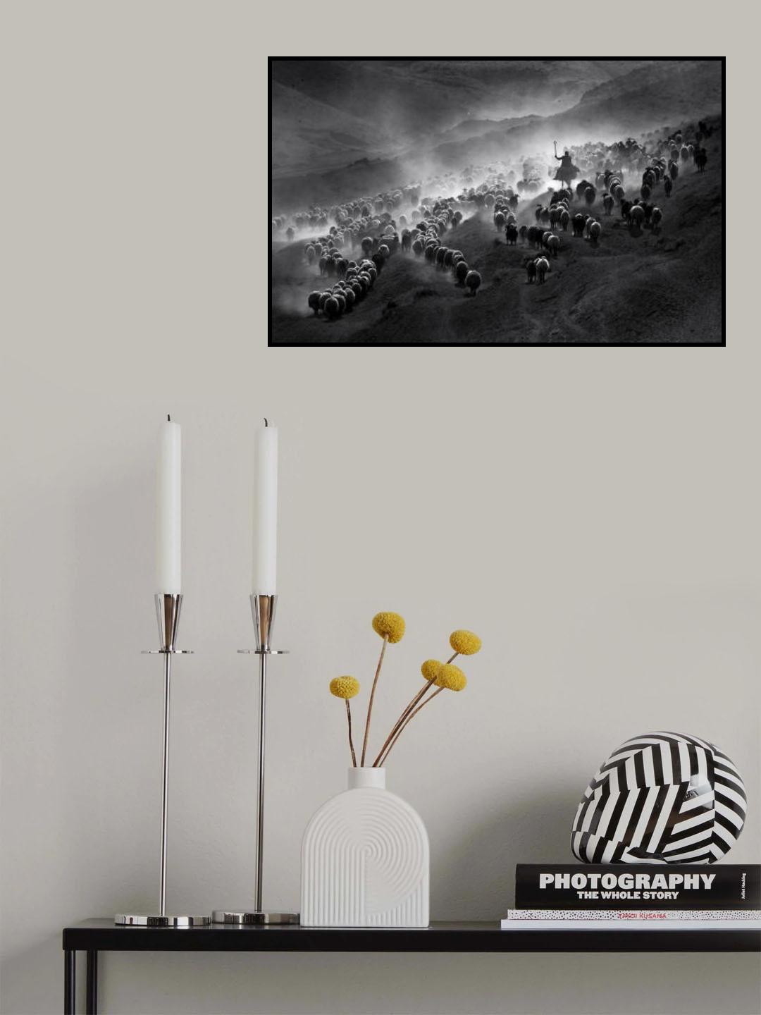 herd Poster och Canvastavla