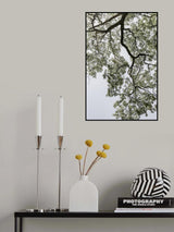 Coastal Forest Poster och Canvastavla
