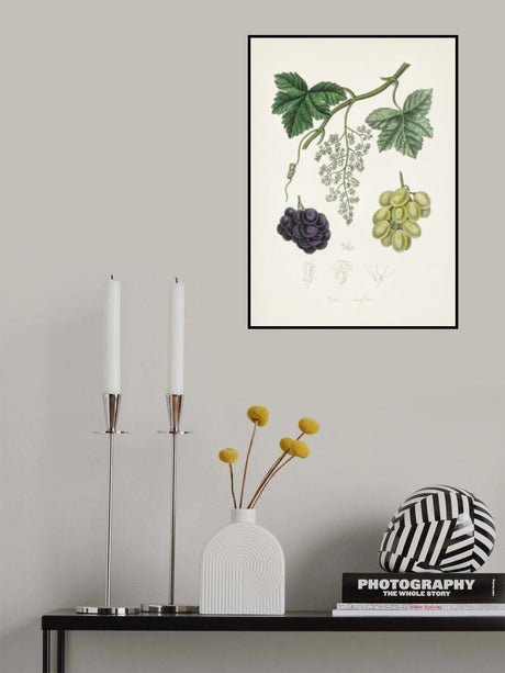 Common Grape Vine (vitis Vinifera) Medical Botany Poster och Canvastavla