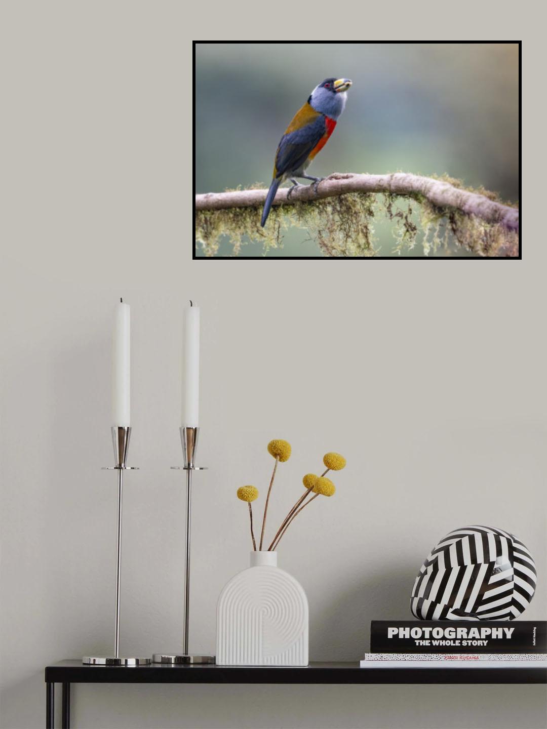 Toucan Barbet Poster och Canvastavla