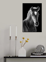 young filly Poster och Canvastavla