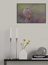 Falco tinnunculus Poster och Canvastavla
