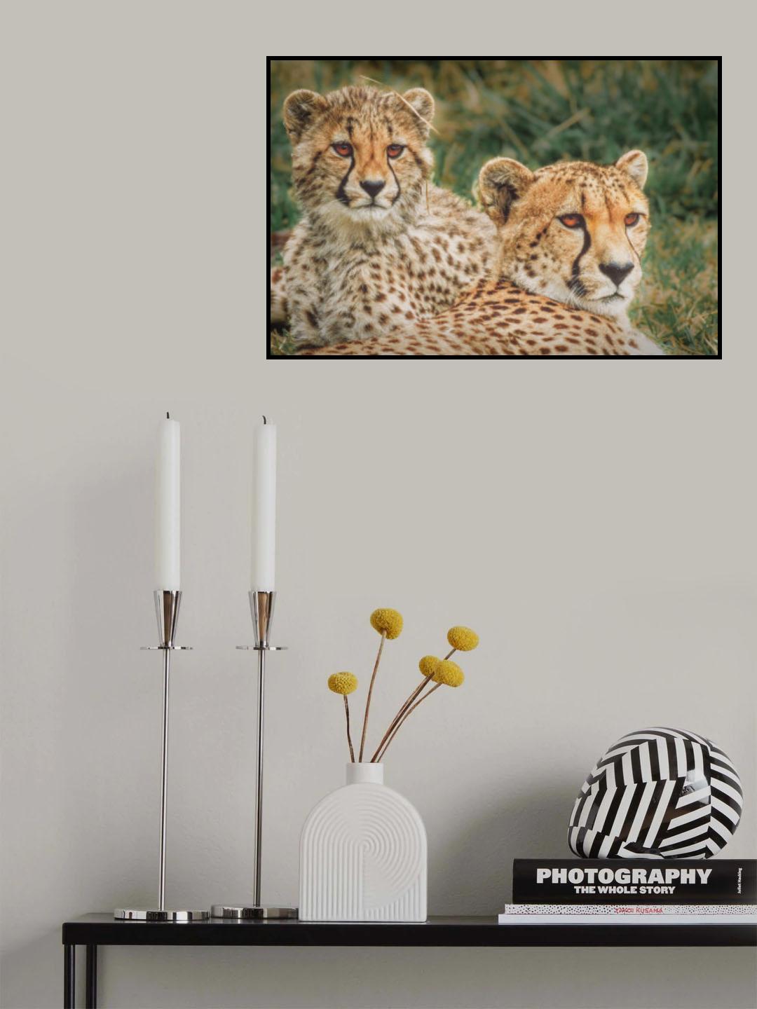 Cheetahs at sunset Poster och Canvastavla