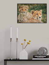 Cheetahs at sunset Poster och Canvastavla