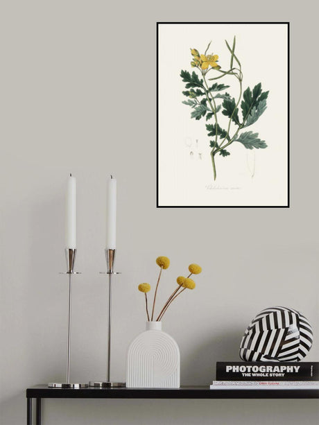 Greater Celandine (chelidonium Majus) Medical Botany Poster och Canvastavla