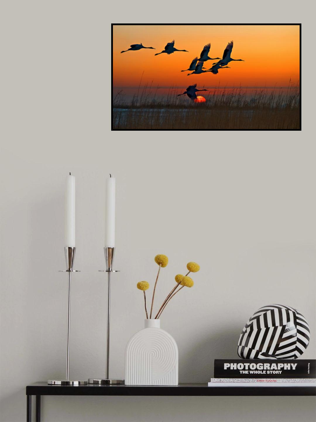 Red-crowned Cranes Poster och Canvastavla
