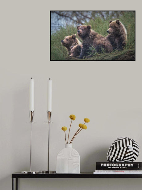 Four Bear cubs waiting Poster och Canvastavla