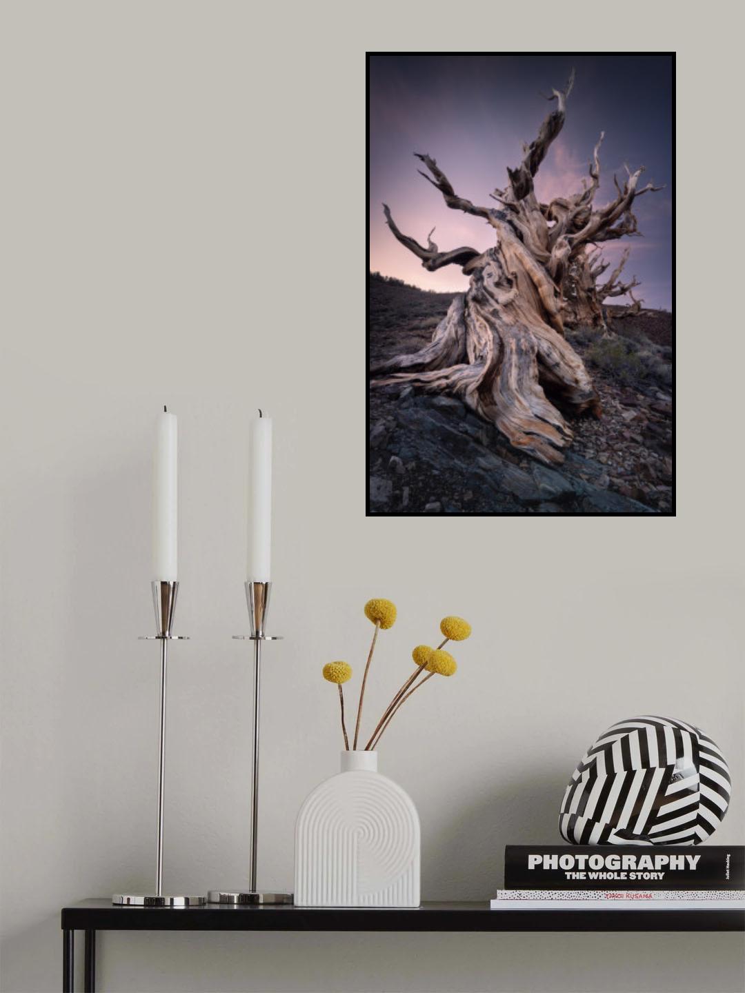 Methuselem Tree Poster och Canvastavla