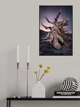 Methuselem Tree Poster och Canvastavla