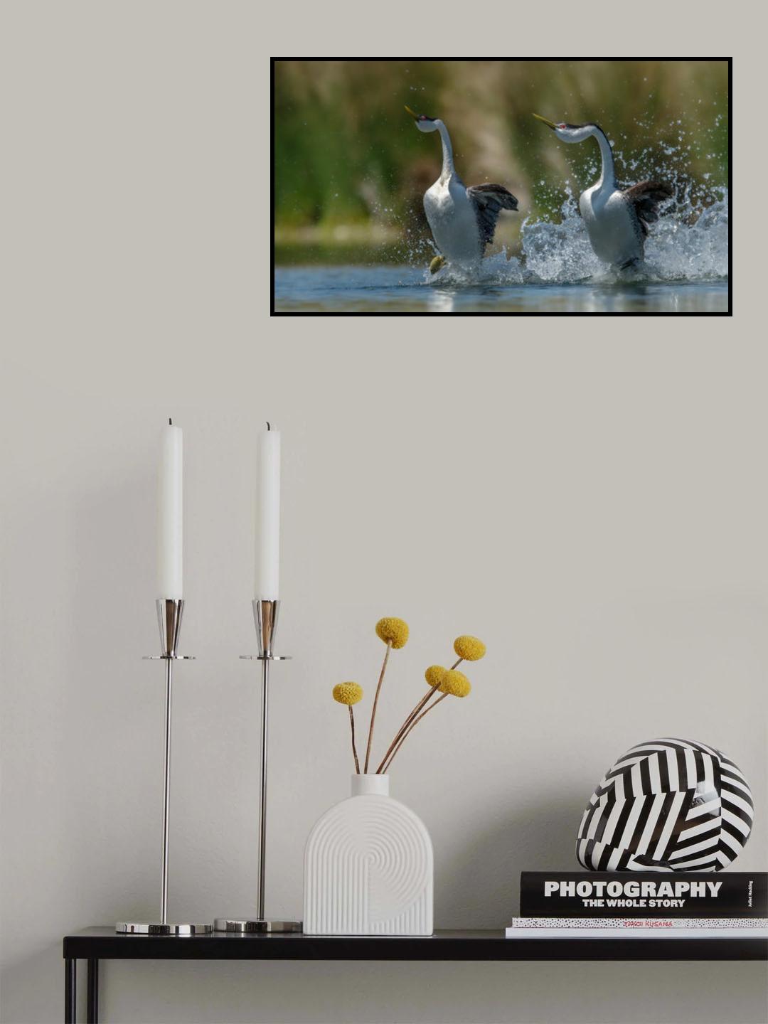 Westen Grebes Poster och Canvastavla