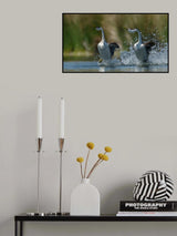 Westen Grebes Poster och Canvastavla