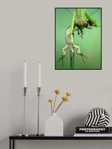 Predator Poster och Canvastavla