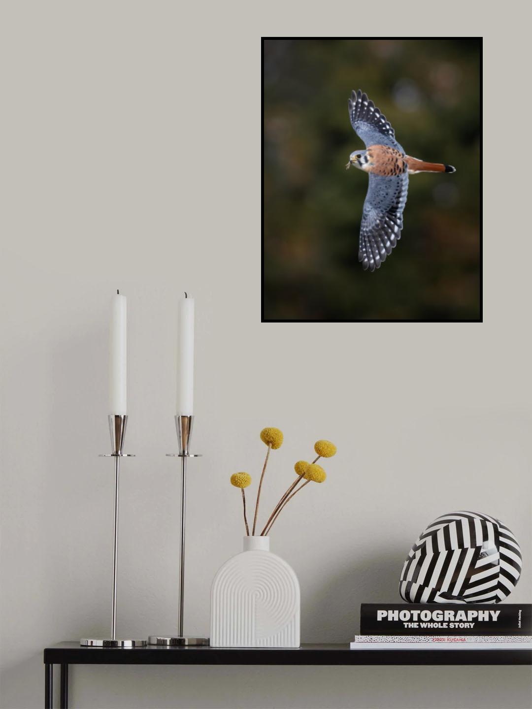 American Kestrel Poster och Canvastavla