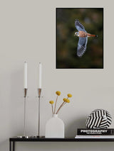 American Kestrel Poster och Canvastavla