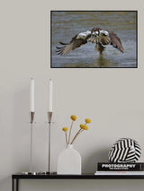 Osprey Poster och Canvastavla