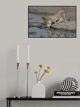cheetah drinking Poster och Canvastavla