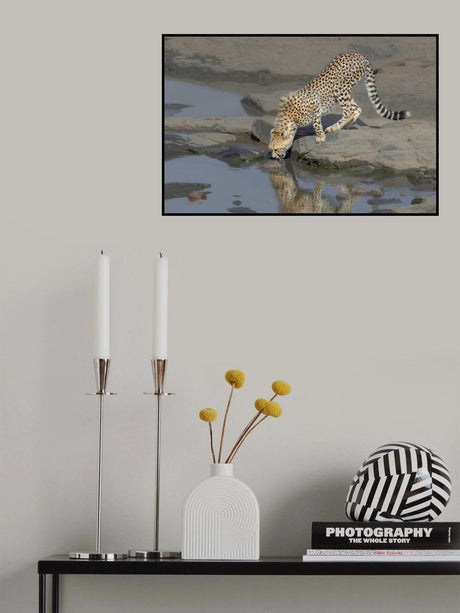 cheetah drinking Poster och Canvastavla