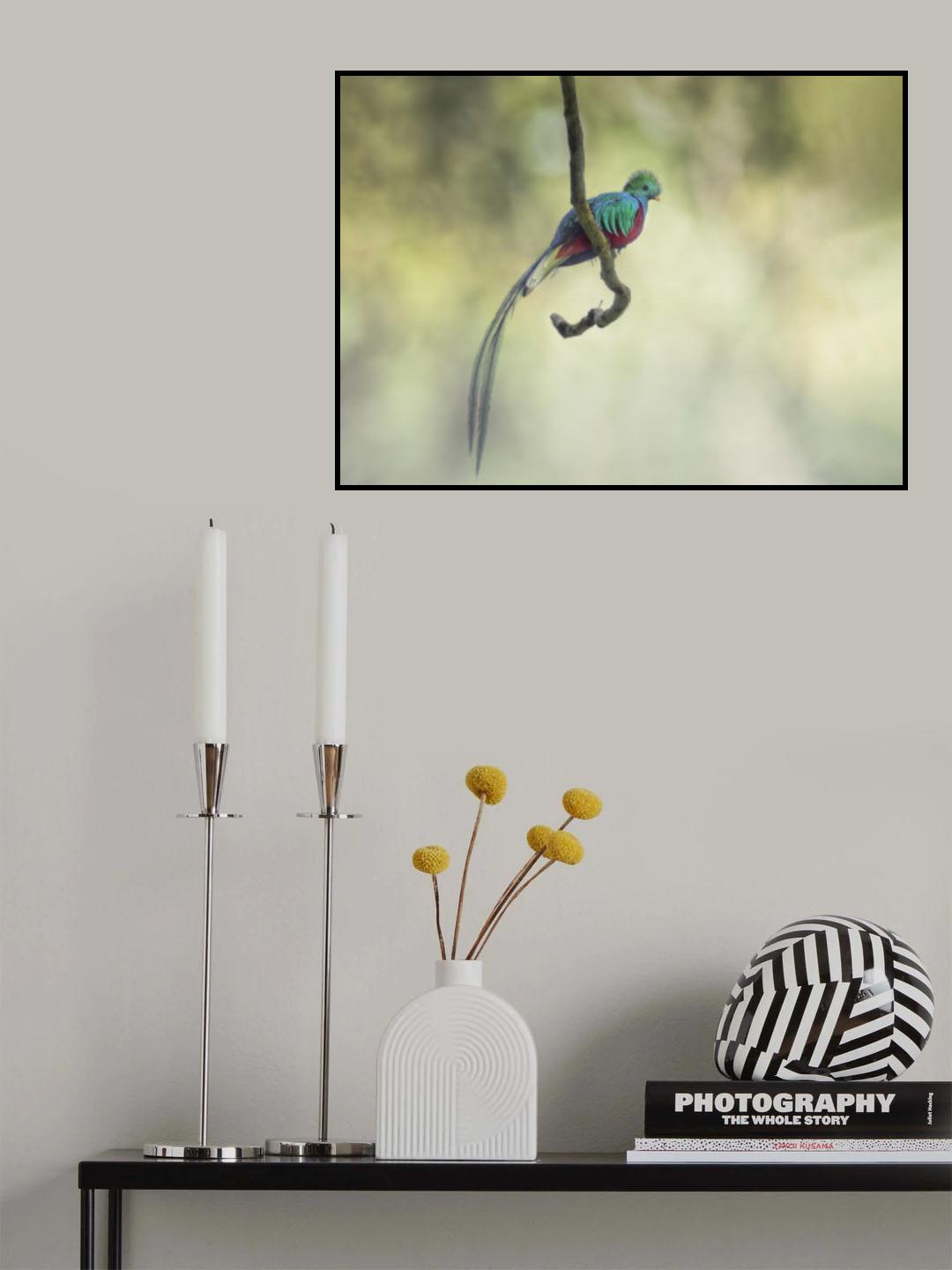 Resplendent quetzal  凤尾绿咬鹃 Poster och Canvastavla