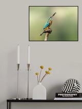 Beautiful kingfisher Poster och Canvastavla