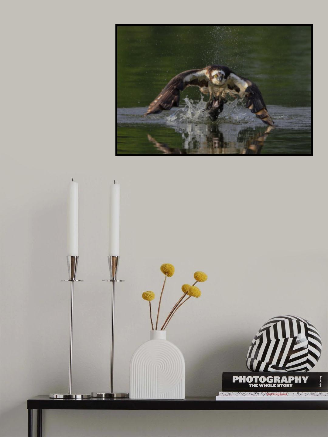 Osprey Poster och Canvastavla