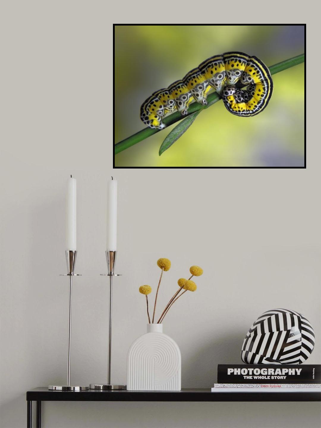 Shy Poster och Canvastavla