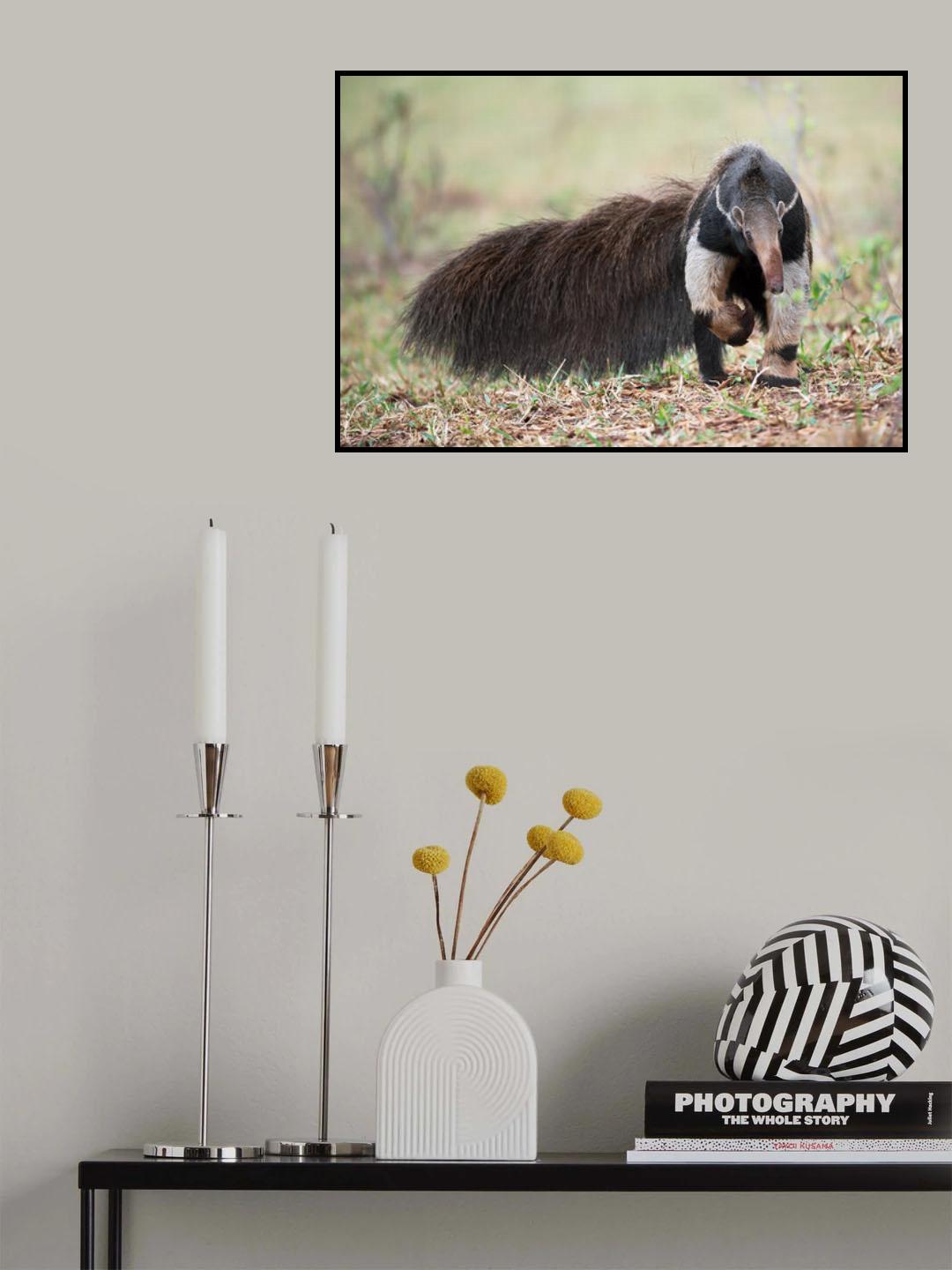The Giant Anteater Poster och Canvastavla