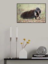 The Giant Anteater Poster och Canvastavla