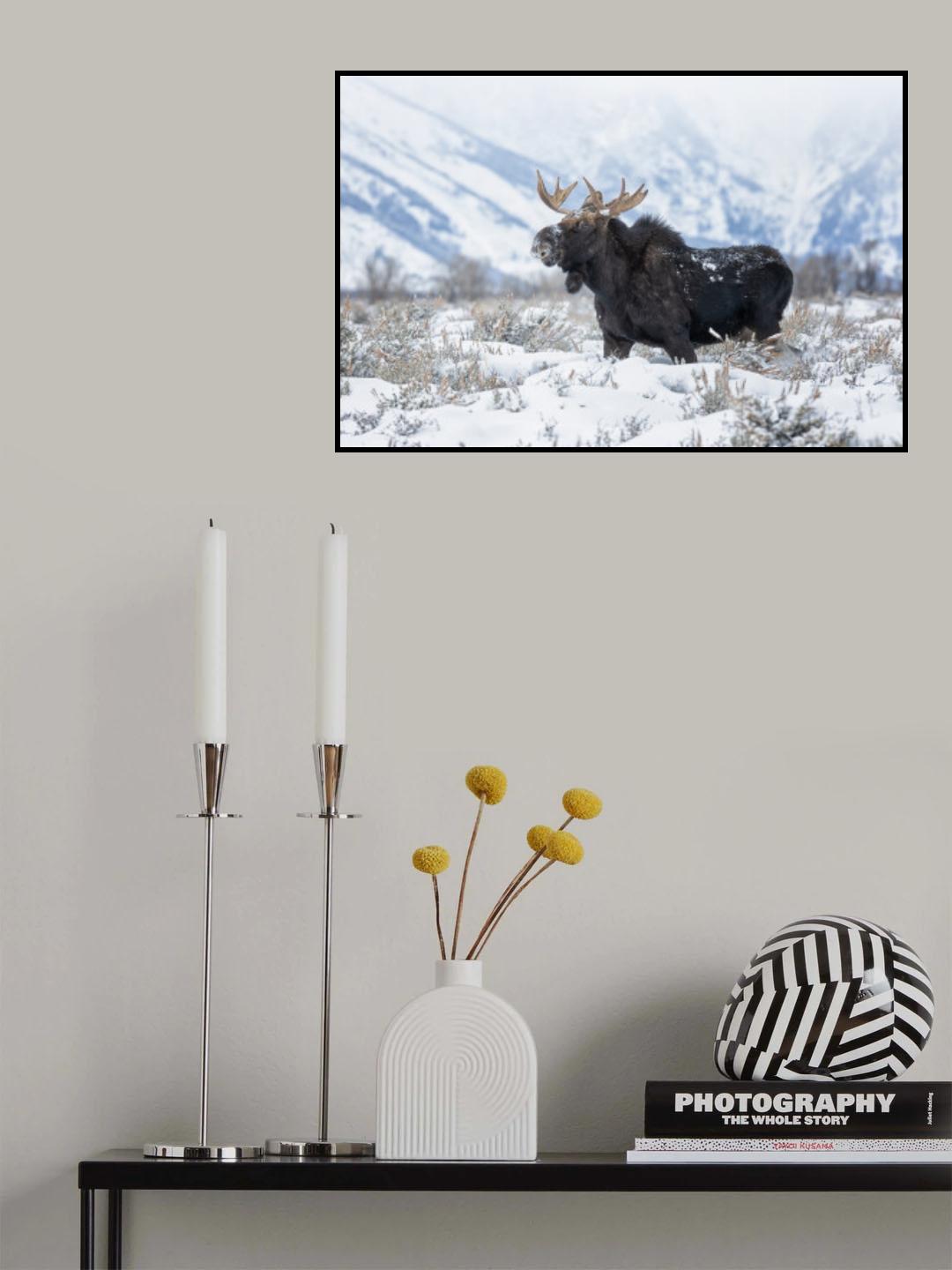 Moose 2 Poster och Canvastavla