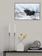 Moose 2 Poster och Canvastavla