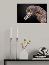 Snake Eagle Poster och Canvastavla