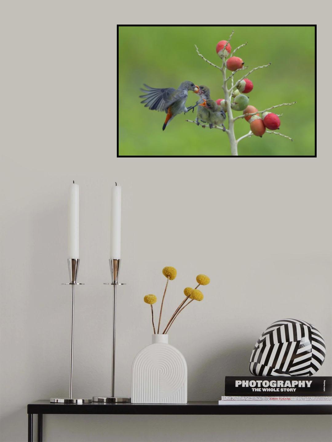 Female scarlet-headed flowerpecker bring food to their chicks Poster och Canvastavla