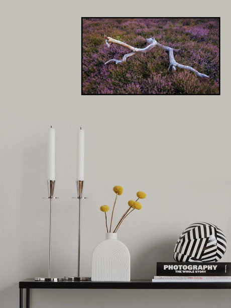 Heather field Poster och Canvastavla