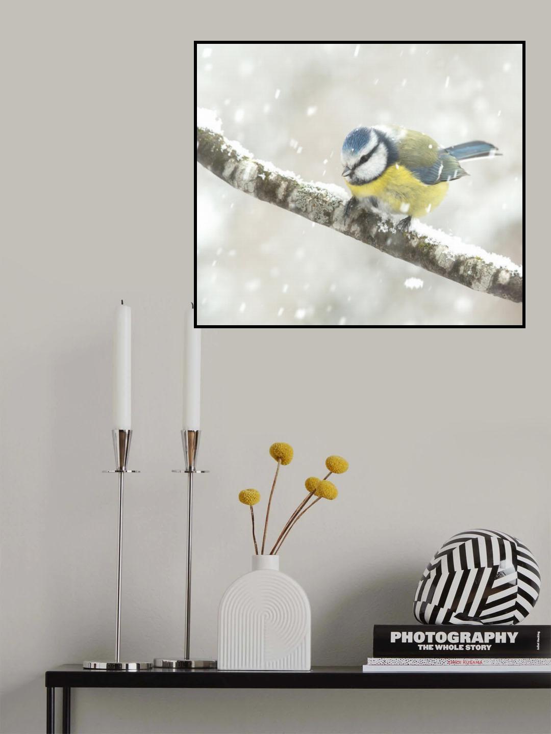 blue tit in a snowstorm Poster och Canvastavla