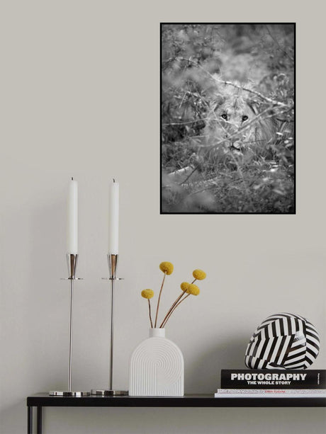 Lion Poster och Canvastavla