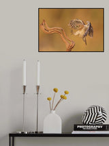*** Poster och Canvastavla
