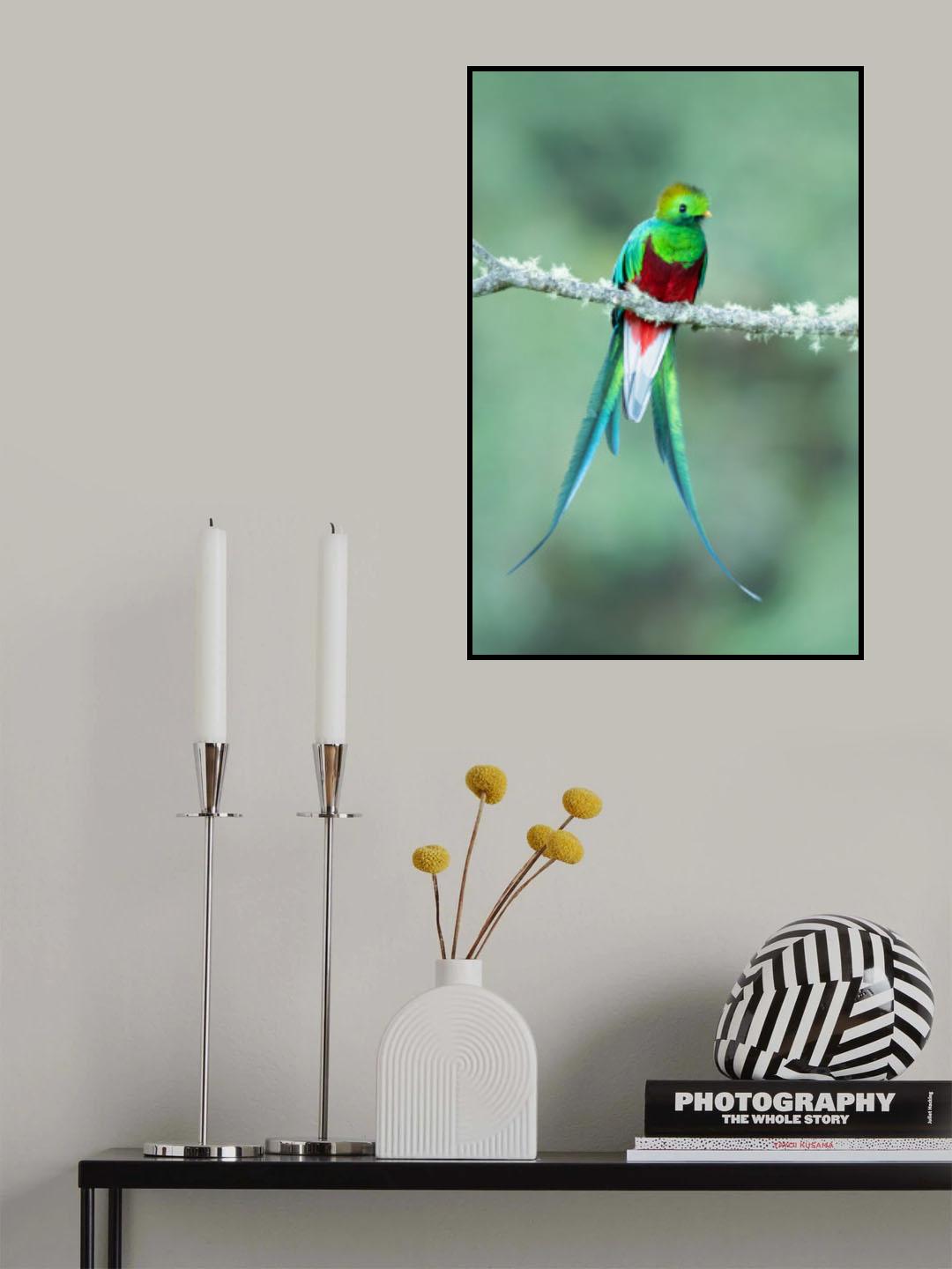 Resplendent quetzal Poster och Canvastavla