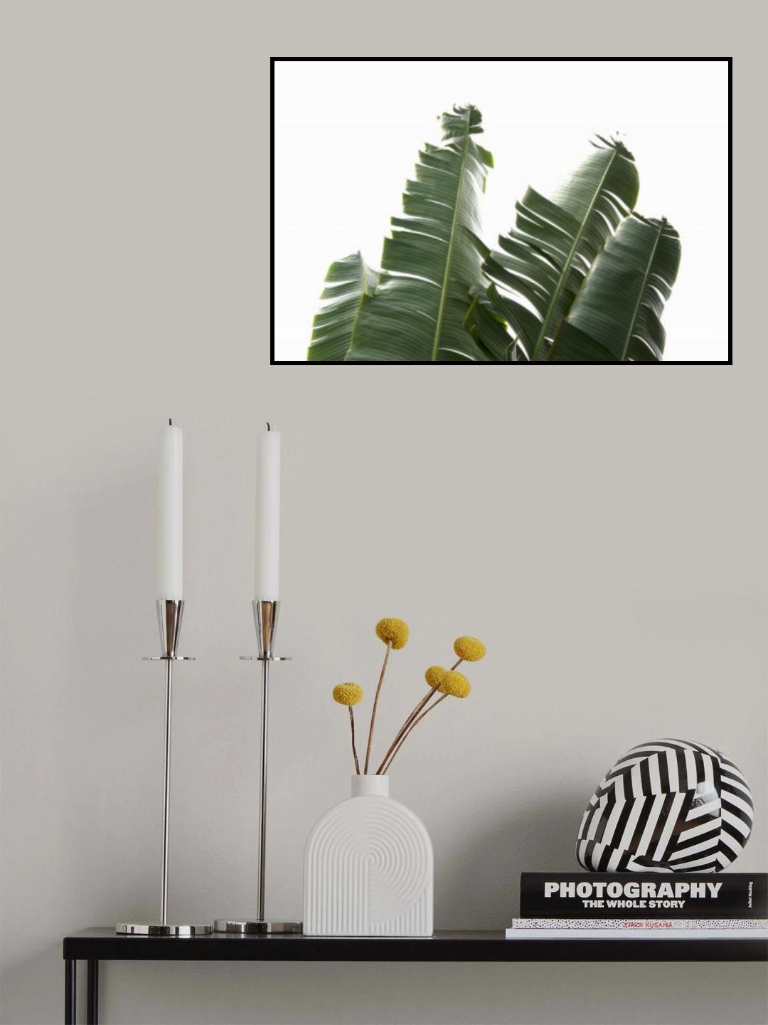 Banana Leaves Foliage Photo Poster och Canvastavla