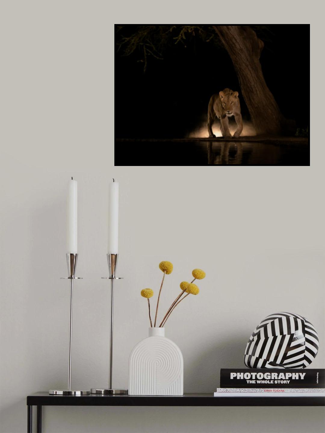 Lion at night Poster och Canvastavla