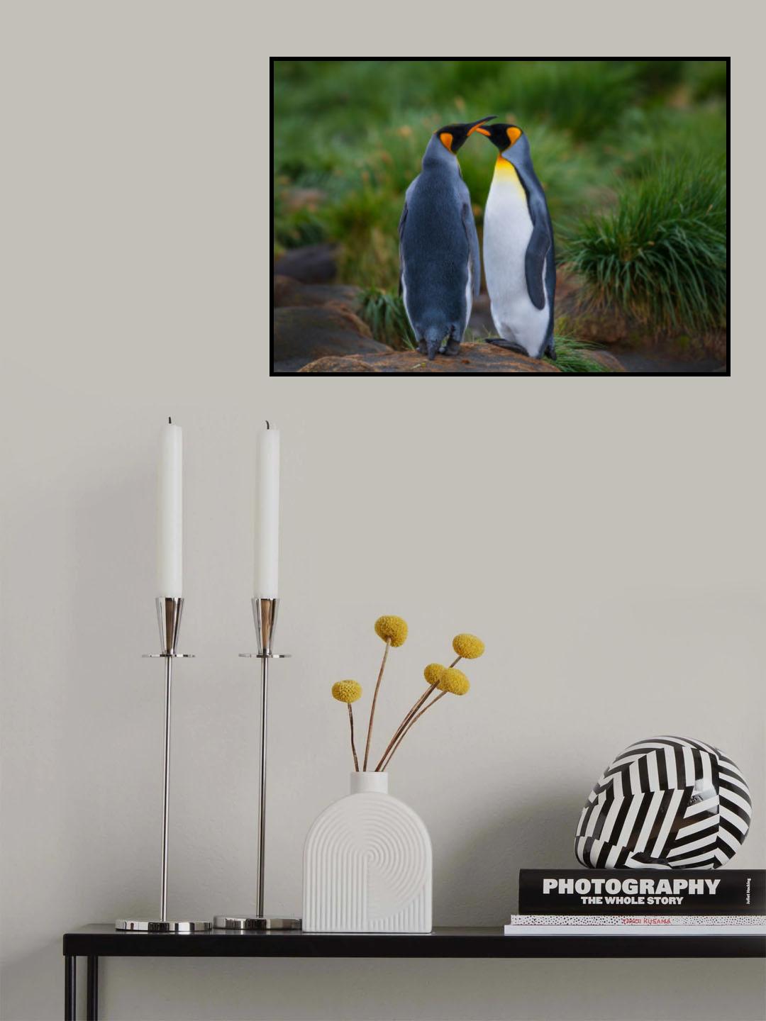 King penguin couple Poster och Canvastavla