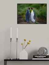 King penguin couple Poster och Canvastavla